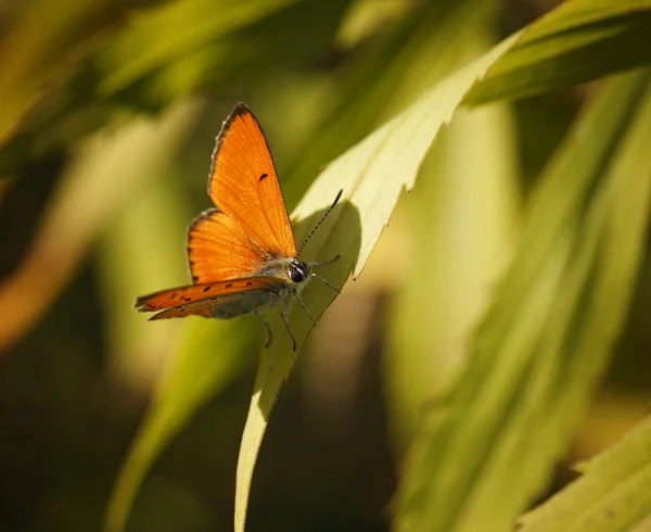 Kelebek portre üzerinde yaprak yeşil — Stok fotoğraf