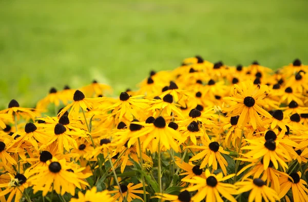 Yeşil arka planda sarı çiçek — Stok fotoğraf