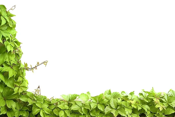 Border from green leaves — Stock Photo, Image