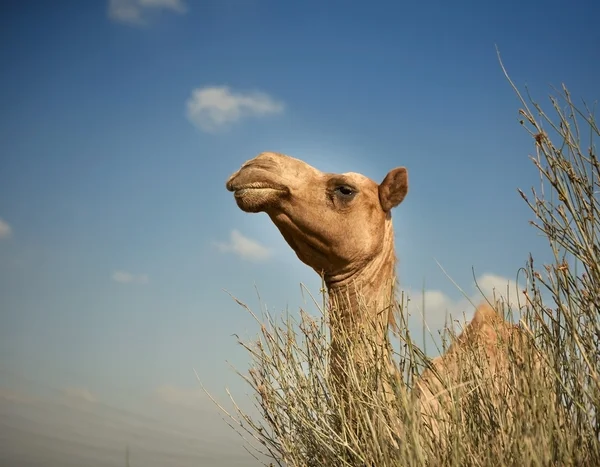 Çöldeki deve — Stok fotoğraf
