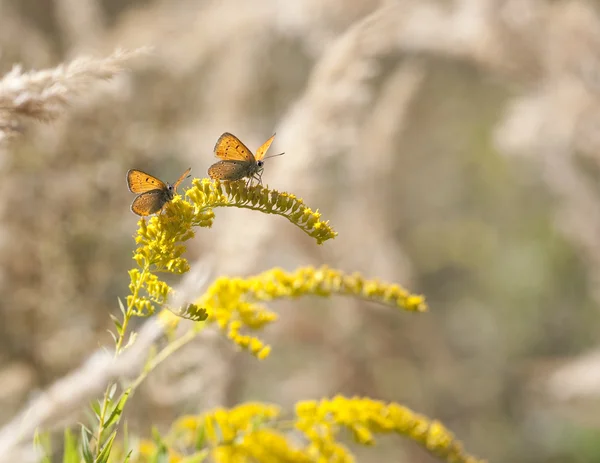Couple of butterfly on the yellow flower — Stock Photo, Image