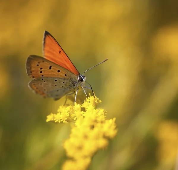 Butterfly on the yellow flower — Stock Photo, Image