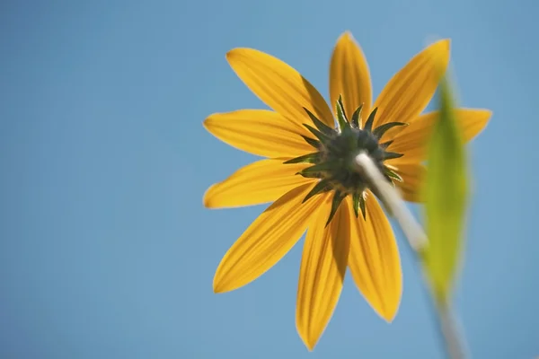 Желтый цветок на голубом фоне неба — стоковое фото
