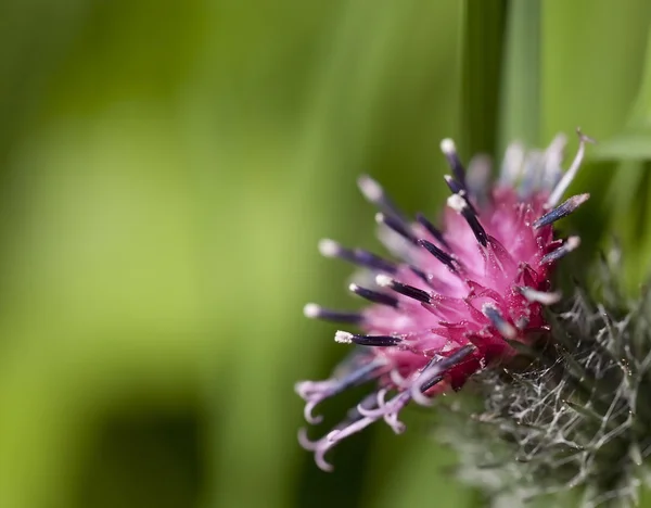 stock image Burdock flower closeup