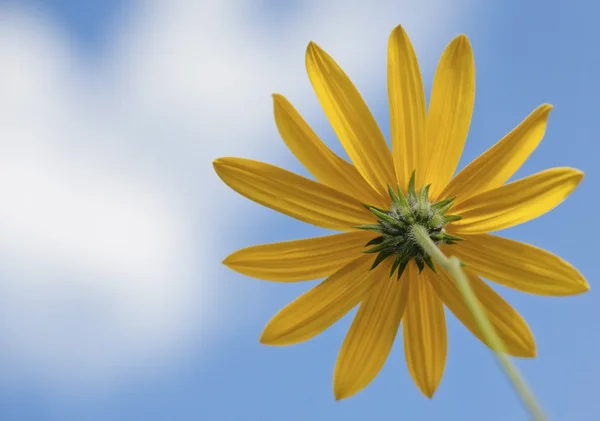 Gul blomma på blå himmel bakgrund — Stockfoto