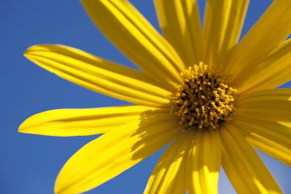 Желтый цветок на голубом фоне неба — стоковое фото