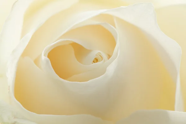 Bela rosa branca fundo — Fotografia de Stock