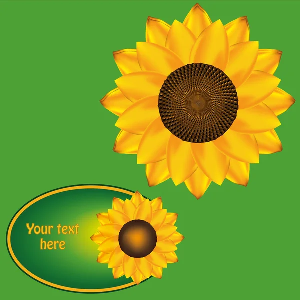 Sonnenblume. Etikett für Sonnenblumenöl — Stockvektor