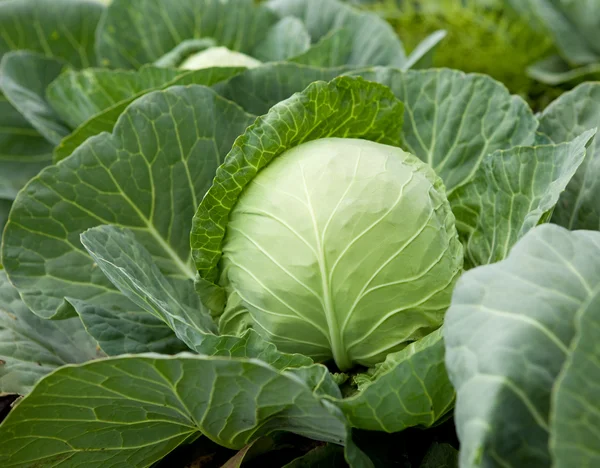 stock image Cabbage