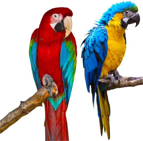 Ara papegojor — Stockfoto