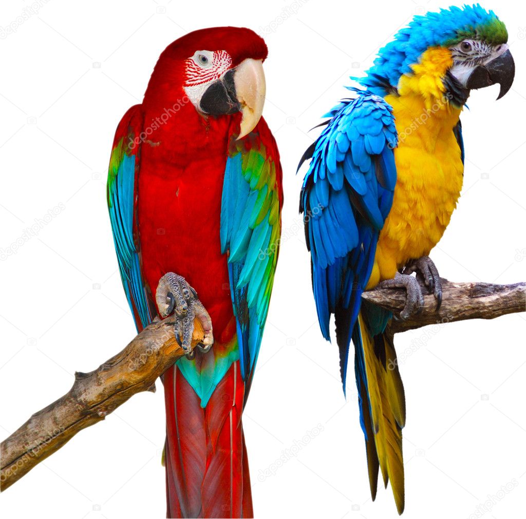 Ara Parrots