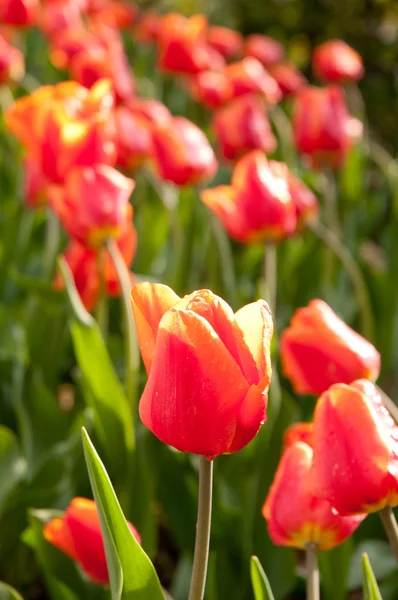 Red Tulips Royalty Free Stock Photos