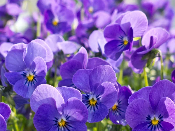 stock image Pansy Violet Flowers