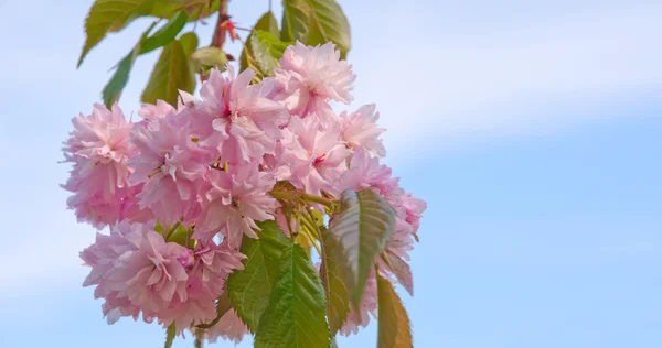 Blossoming Tree / Prunus serrulata