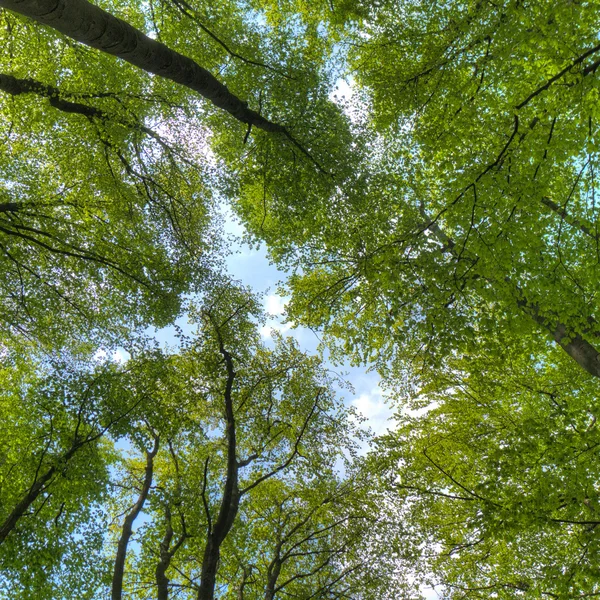 Stock image Forest