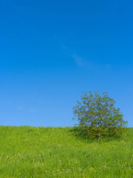 하나의 나무와 풀밭 — 스톡 사진