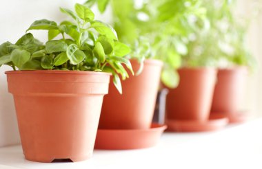 Herbs in Pots clipart