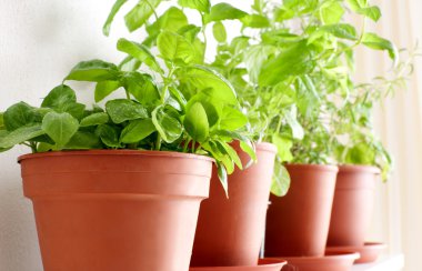 Herbs in Pots clipart