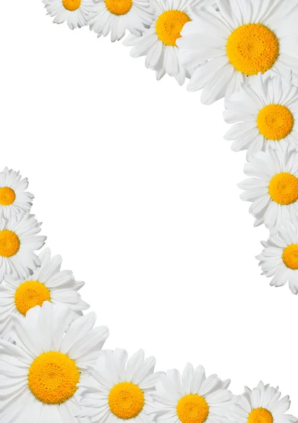 Daisy Stock Photos, Royalty Free Daisy Images | Depositphotos