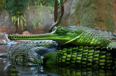 Indian Gavial / Gharial (Gavialis gangeticus) clipart