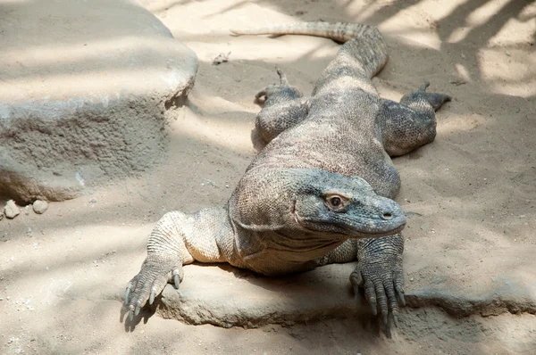 Dragonul Komodo — Fotografie, imagine de stoc