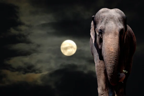 Слон в ніч — стокове фото