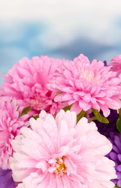 Dahlia Flowers — Stock Photo, Image