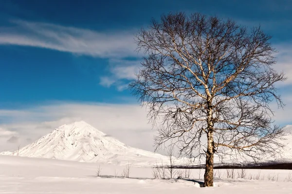 겨울의 나무 — 스톡 사진