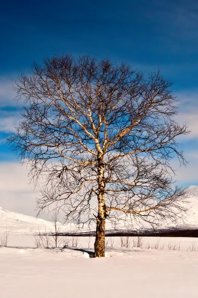 Strom v zimě — Stock fotografie