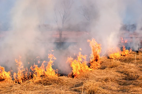 Fuego sobre la naturaleza — Foto de Stock