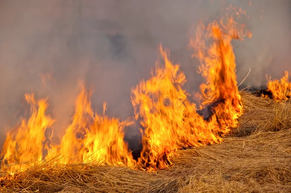 Огонь на природе — стоковое фото