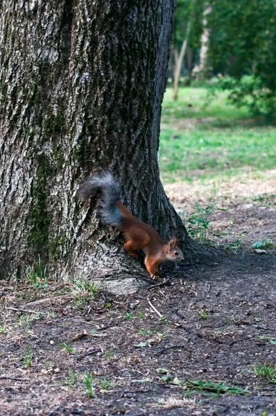 Red squirrel sitting on the tree — Stock Photo, Image