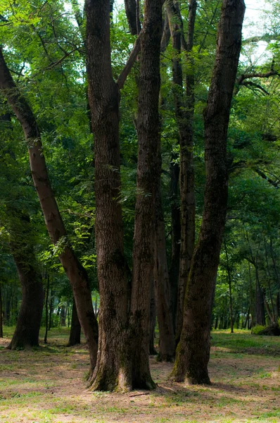 stock image Spring beech forest with thick trees