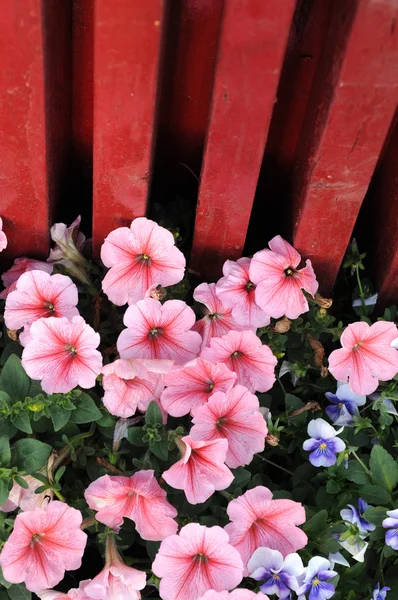 Flores florecientes en primavera —  Fotos de Stock