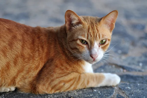 stock image Cat portrait