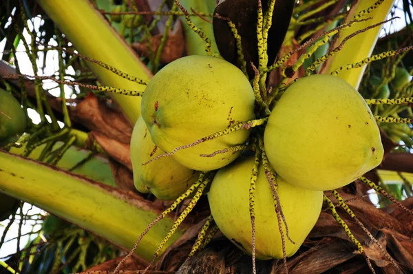 Coconut fruits hanging on the tree — Stock Photo, Image