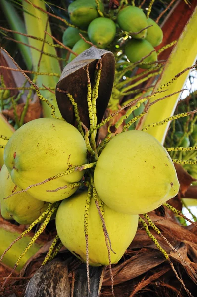 在树上的椰子水果 — 图库照片