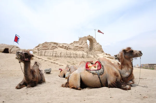 Верблюды перед старым замком — стоковое фото