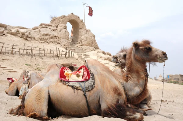 Верблюды перед старым замком — стоковое фото