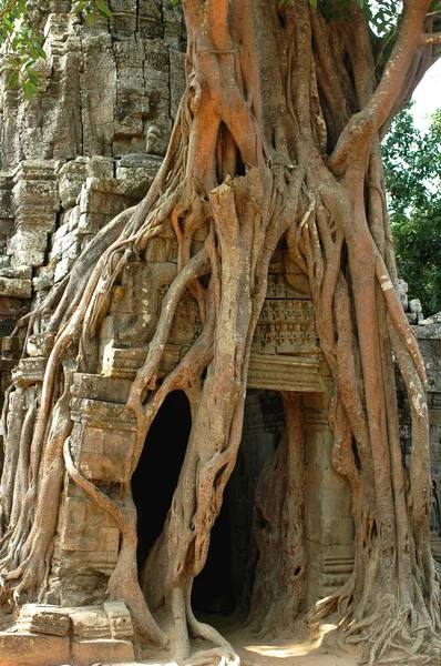 Angkor, Cambodja - Stock-foto