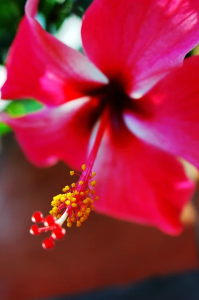 Fiore fiorito — Foto Stock