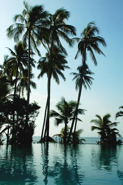 Kumsalda hindistan cevizi ağaçları — Stok fotoğraf