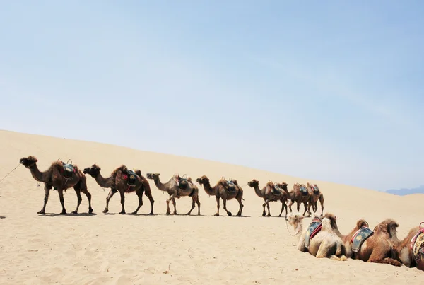Верблюжье сафари в пустыне — стоковое фото