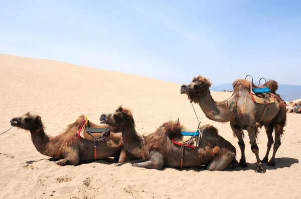 Camels in the deserts — Stock Photo, Image