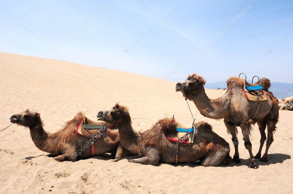 Camellos en los desiertos 2023