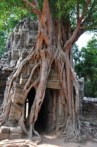 Táj, Angkor, Kambodzsa — Stock Fotó