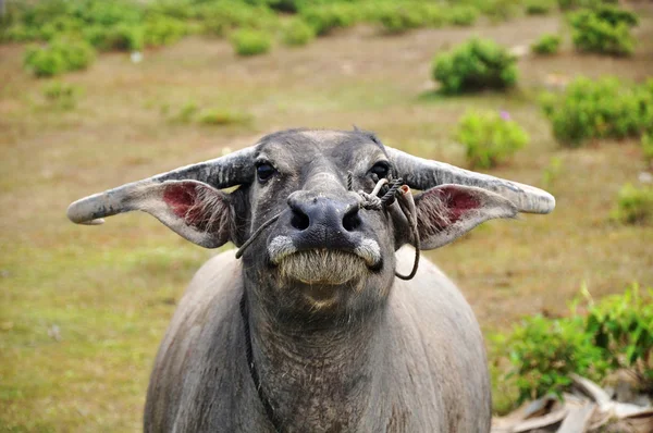Porträtt av en buffel — Stockfoto