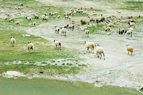 Otlaktaki koyunlar — Stok fotoğraf