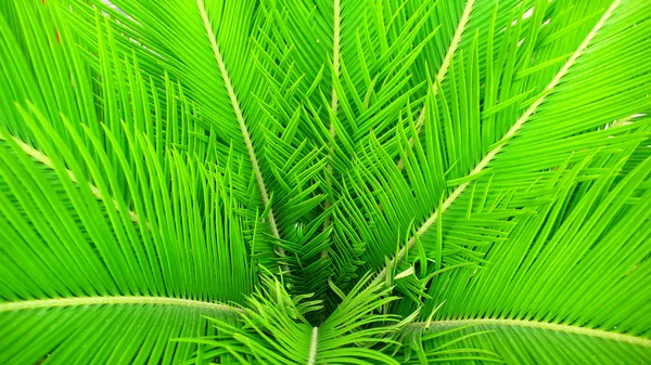 Зеленые листья Хорнбима — стоковое фото