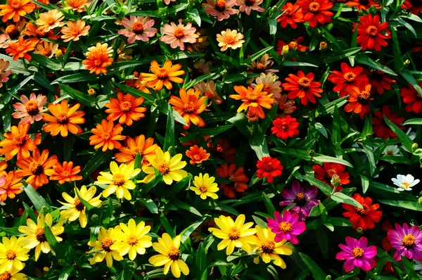 Барвисті квіти — стокове фото
